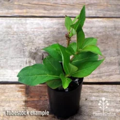 Weigela Eva Rathke -NatureNest Shop apo weigela eva rathke tubestock top