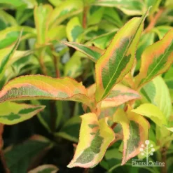 Weigela Variegated -NatureNest Shop apo weigela variegated colour