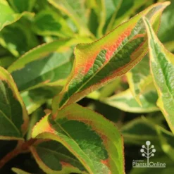 Weigela Variegated -NatureNest Shop apo weigela variegated colour2