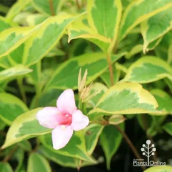 Weigela Variegated -NatureNest Shop apo weigela variegated flower leaf