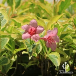 Weigela Variegated -NatureNest Shop apo weigela variegated flowers