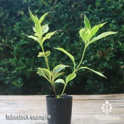 Weigela Variegated -NatureNest Shop apo weigela variegated tubetock