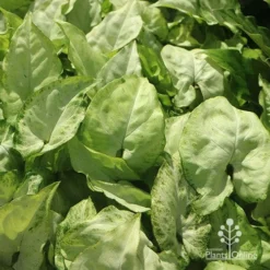 Syngonium White Butterfly - Goosefoot, Arrowhead 11 Syngonium White Butterfly - Goosefoot, Arrowhead -NatureNest Shop apo white butterfly syngonium plants