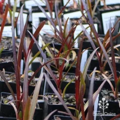 Crinum Wine Time - Swamp Lily 11 Crinum Wine Time - Swamp Lily -NatureNest Shop apo wine time tubestocks and fly