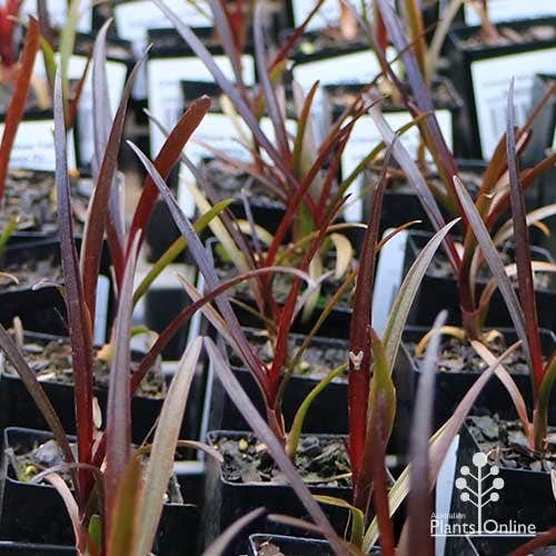 Crinum Wine Time - Swamp Lily 6 Crinum Wine Time - Swamp Lily - Image 6