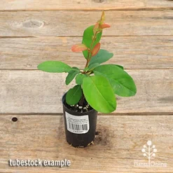 Chaenomeles Winter Cheer - Flowering Quince 10 Chaenomeles Winter Cheer - Flowering Quince -NatureNest Shop apo winter cheer quince tubestock