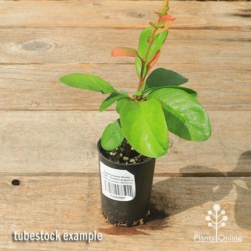 Chaenomeles Winter Cheer - Flowering Quince 3 Chaenomeles Winter Cheer - Flowering Quince - Image 3