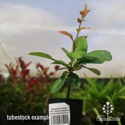 Chaenomeles Winter Cheer - Flowering Quince 11 Chaenomeles Winter Cheer - Flowering Quince -NatureNest Shop apo winter cheer quince tubestock2