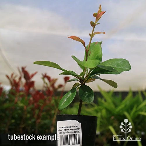 Chaenomeles Winter Cheer - Flowering Quince 6 Chaenomeles Winter Cheer - Flowering Quince - Image 6