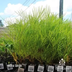 Grevillea Yamba Sunshine -NatureNest Shop apo yamba sunshine dec large