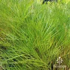 Grevillea Yamba Sunshine -NatureNest Shop apo yamba sunshine foliage