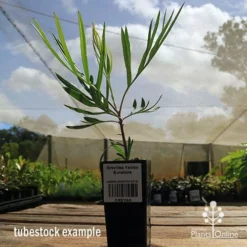 Grevillea Yamba Sunshine -NatureNest Shop apo yamba sunshine tubestock side