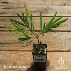 Grevillea Yamba Sunshine -NatureNest Shop apo yamba sunshine tubestock top