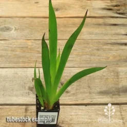 Anigozanthos Yellow Gem - Kangaroo Paw -NatureNest Shop apo yellow gem tubestock