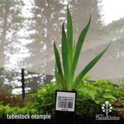 Anigozanthos Yellow Gem - Kangaroo Paw -NatureNest Shop apo yellow gem tubestock2