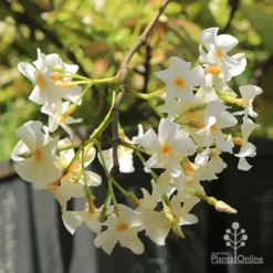 Trachelospermum Yellow Star - Star Jasmine