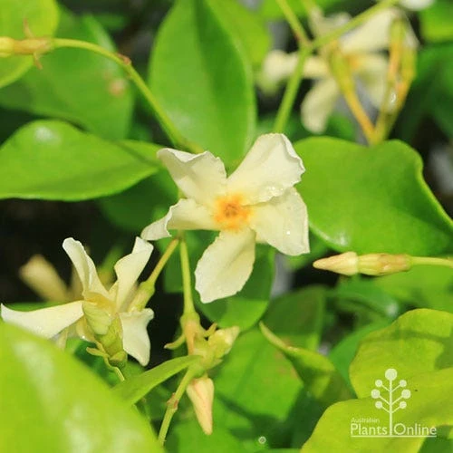Trachelospermum Yellow Star - Star Jasmine 10 Trachelospermum Yellow Star - Star Jasmine - Image 10
