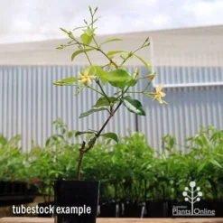 Trachelospermum Yellow Star - Star Jasmine 17 Trachelospermum Yellow Star - Star Jasmine -NatureNest Shop apo yellow star jasmine trachelospermum tubestock
