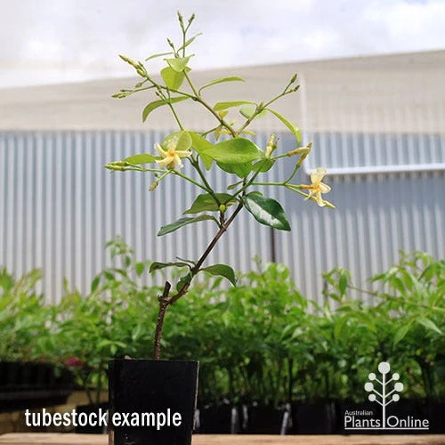 Trachelospermum Yellow Star - Star Jasmine 6 Trachelospermum Yellow Star - Star Jasmine - Image 6