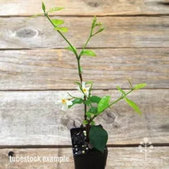 Trachelospermum Yellow Star - Star Jasmine 23 Trachelospermum Yellow Star - Star Jasmine -NatureNest Shop apo yellow star jasmine tubestock