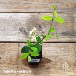 Trachelospermum Yellow Star - Star Jasmine 15 Trachelospermum Yellow Star - Star Jasmine -NatureNest Shop apo yellow star jasmine tubestock top