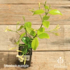 Trachelospermum Yellow Star - Star Jasmine 19 Trachelospermum Yellow Star - Star Jasmine -NatureNest Shop apo yellow star trachelospermum tubestock above