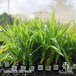 Yucca Elephantipes - Soft-tip Yucca -NatureNest Shop apo yucca big