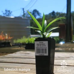 Yucca Elephantipes - Soft-tip Yucca -NatureNest Shop apo yucca soft tip tubestock