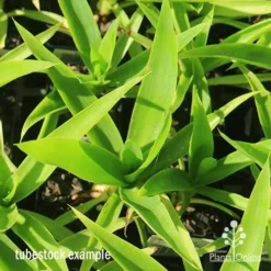 Yucca Elephantipes - Soft-tip Yucca -NatureNest Shop apo yucca soft tip tubestock top 1