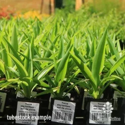 Yucca Elephantipes - Soft-tip Yucca -NatureNest Shop apo yucca soft tip tubestock 1