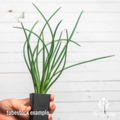 Agave Geminiflora - Succulent -NatureNest Shop ausplantsonline agave gem tube