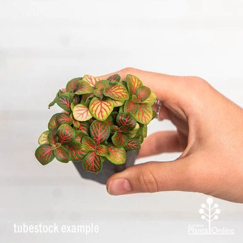 Fittonia Skeleton - Snakeskin Plant 3 Fittonia Skeleton - Snakeskin Plant - Image 3