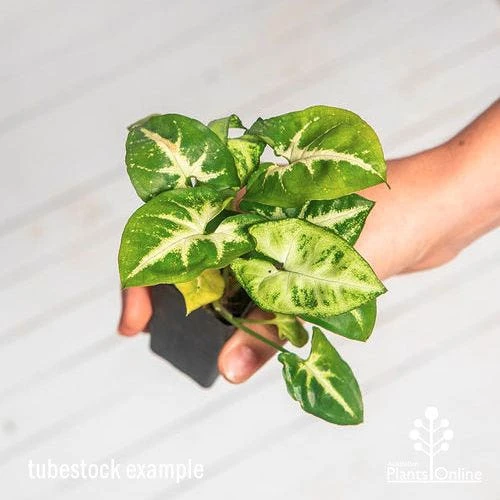 Syngonium White Butterfly - Goosefoot, Arrowhead 1 Syngonium White Butterfly - Goosefoot, Arrowhead