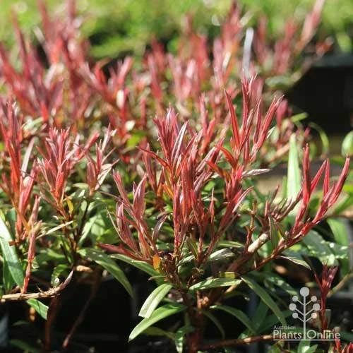 Austromyrtus Dulcis - Midgem Berry 13 Austromyrtus Dulcis - Midgem Berry - Image 13