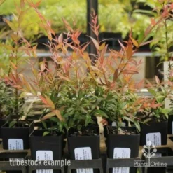 Austromyrtus Dulcis - Midgem Berry 29 Austromyrtus Dulcis - Midgem Berry -NatureNest Shop austromyrtis tubes 1