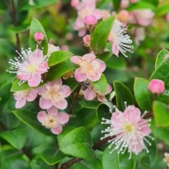 Austromyrtus Blush - Pink Midgem Berry -NatureNest Shop austromyrtus blush close
