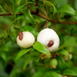 Austromyrtus Dulcis - Midgem Berry 22 Austromyrtus Dulcis - Midgem Berry -NatureNest Shop austromyrtus dulcis