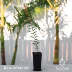 Austromyrtus Dulcis - Midgem Berry 30 Austromyrtus Dulcis - Midgem Berry -NatureNest Shop austromyrtus dulcis tube