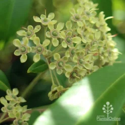 Backhousia Citriodora - Lemon Myrtle -NatureNest Shop backhousia calyxes
