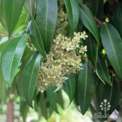 Backhousia Citriodora - Lemon Myrtle -NatureNest Shop backhousia citrio foliage