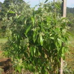 Backhousia Citriodora - Lemon Myrtle -NatureNest Shop backhousia citriodora crop