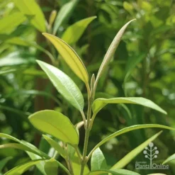 Backhousia Citriodora - Lemon Myrtle -NatureNest Shop backhousia citriodora foliage