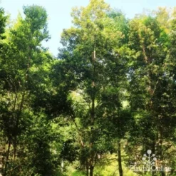 Backhousia Citriodora - Lemon Myrtle -NatureNest Shop backhousia citriodora tree 2