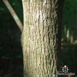 Backhousia Citriodora - Lemon Myrtle -NatureNest Shop backhousia citriodora trunk 1