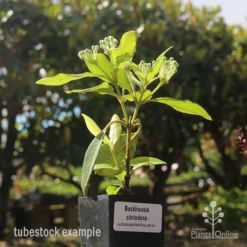 Backhousia Citriodora - Lemon Myrtle -NatureNest Shop backhousia lemon myrtle tubestock