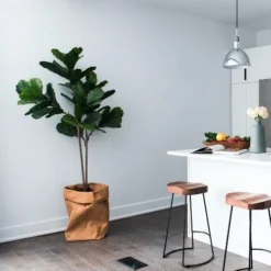 Ficus Lyrata Bambino - Fiddle Leaf Fig 13 Ficus Lyrata Bambino - Fiddle Leaf Fig -NatureNest Shop bambino kitchen