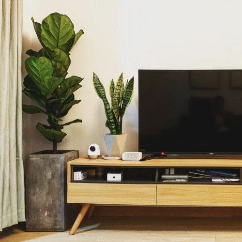 Ficus Lyrata Bambino - Fiddle Leaf Fig 8 Ficus Lyrata Bambino - Fiddle Leaf Fig - Image 8