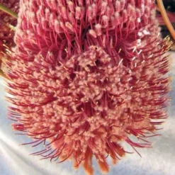 Banksia Blechnifolia -NatureNest Shop banksia blechnifolia flickr nhq crop
