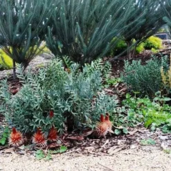 Banksia Blechnifolia -NatureNest Shop banksia candles mt barker
