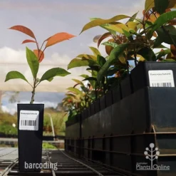 Elaeocarpus Eumundi -NatureNest Shop barcoding tubestock